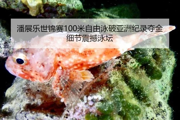 潘展乐世锦赛100米自由泳破亚洲纪录夺金细节震撼泳坛